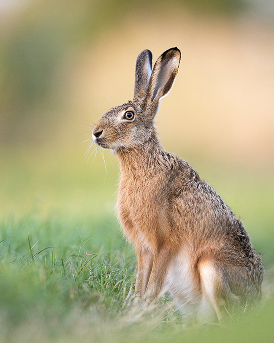 Fotopirsch - meine Art der Jagd
Vortrag von Leopold Kanzler


Fr 30.8.2024 19 UhrVortrag & Diskussionsabend

Andreas Jorns

29.3.2024 16 - 20 Uhr